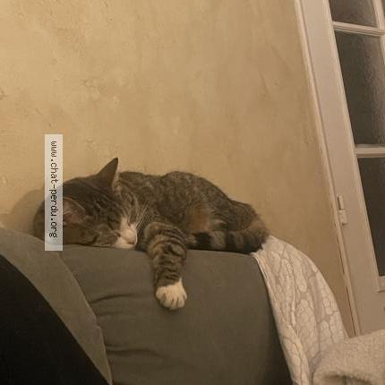 Photo 1/2 Elliott Chat lost in Montigny le bretonneux