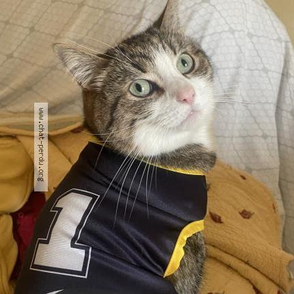 Photo 2/2 Elliott Chat lost in Montigny le bretonneux