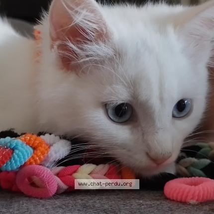 Photo 1/1 Manga Chat lost in Montrabe