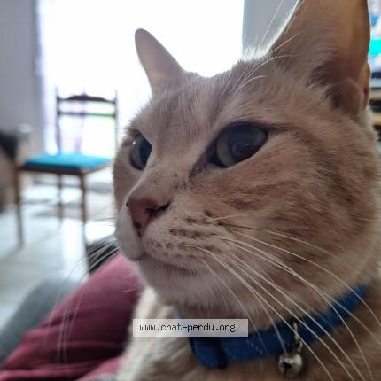 Photo 1/1 Tokyo Chat lost in Moeuvres