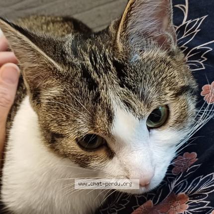 Photo 1/1 Lilo Chat lost in Everlange