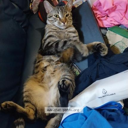 Photo 2/2 Chacha Chat lost in La voulte sur rhone