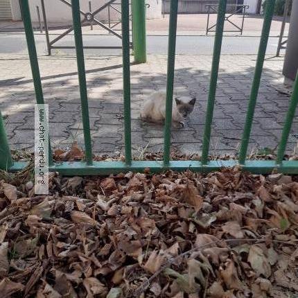 Photo 1/1 Found cat Found in St fons