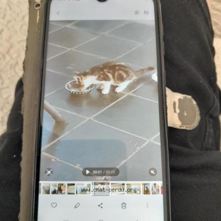 Foto 1/1 Kat teruggevonden Vermist in Nimy