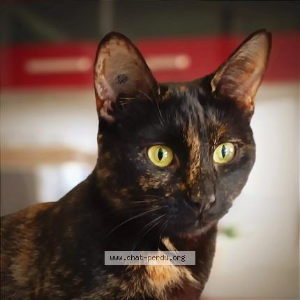 Photo 1/1 Tao Chat lost in Auffay