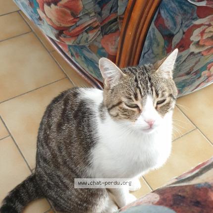 Photo 1/1 Mimine Chat lost in Villiers sous grez