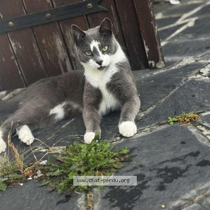 Photo 1/1 Zazou Chat lost in Meaulte
