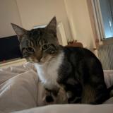 Picture of cat lost at Reims