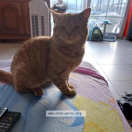 Photo 1/1 Tarcine Chat lost in Mornimont