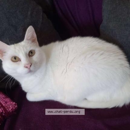 Photo 1/1 Izaly Chat lost in Chilleurs au bois