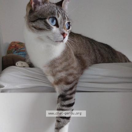 Photo 1/1 Hoshi Chat lost in Gerzat