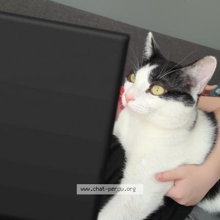 Photo 1/1 Lulu Chat lost in Maubeuge