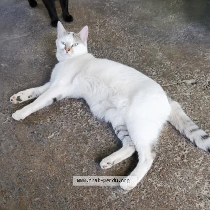 Photo 1/2 Charly Chat lost in Charmois froidefontaine