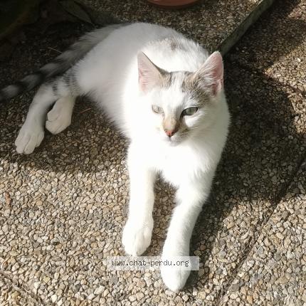 Photo 2/2 Charly Chat lost in Charmois froidefontaine