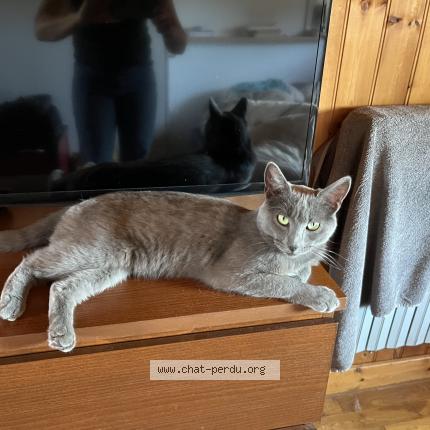 Photo 1/1 Gin Chat lost in Descartes