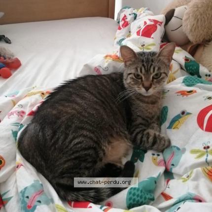 Photo 1/1 Minouche Chat lost in Soturac