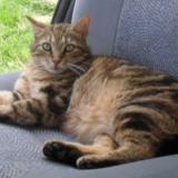 Picture of cat lost at Cheniers