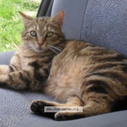 Photo 1/1 Timousse dit Moumousse Chat lost in Cheniers