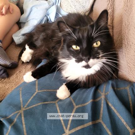 Photo 1/1 Princesse Chat lost in Garein