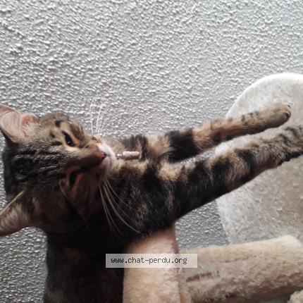 Photo 1/1 Uriella Chat lost in Propriano