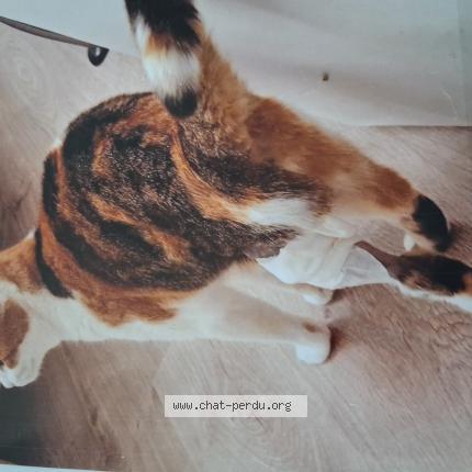Photo 1/1 CLOCHETTE Chat lost in Saint malo