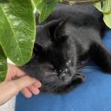 Picture of cat lost at Caussade