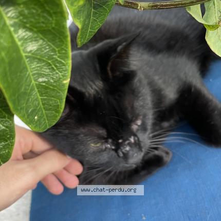 Photo 1/3 M. le chat Chat lost in Caussade