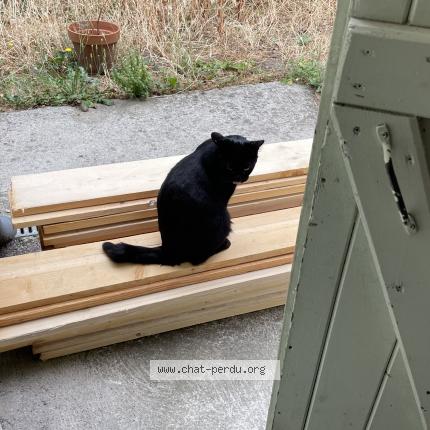 Photo 2/3 M. le chat Chat lost in Caussade