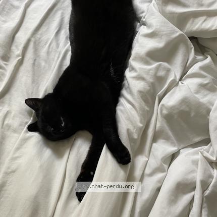 Photo 3/3 M. le chat Chat lost in Caussade