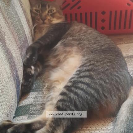 Photo 1/1 Heaven Cat lost in Lanthier