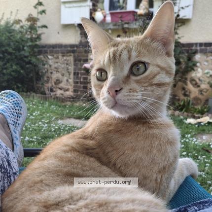 Photo 1/1 Muffin Chat lost in Claville