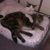 Picture of cat lost at Saint Remy Les Chevreuse