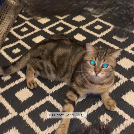 Photo 2/4 Temssy Chat lost in Saint remy les chevreuse