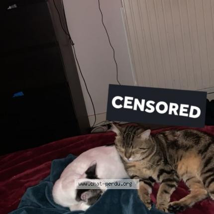 Photo 3/4 Temssy Chat lost in Saint remy les chevreuse