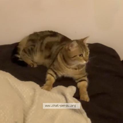 Photo 4/4 Temssy Chat lost in Saint remy les chevreuse