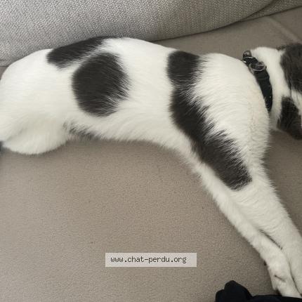 Photo 2/2 Found cat Found in Boulogne billancourt