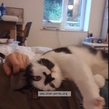 Foto 1/1 Kat teruggevonden Gevonden in Sclessin