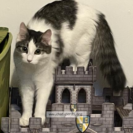 Photo 1/1 Kiara Chat lost in Thezy glimont