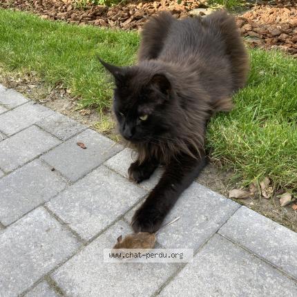 Photo 1/1 Urion Chat lost in Merlimont
