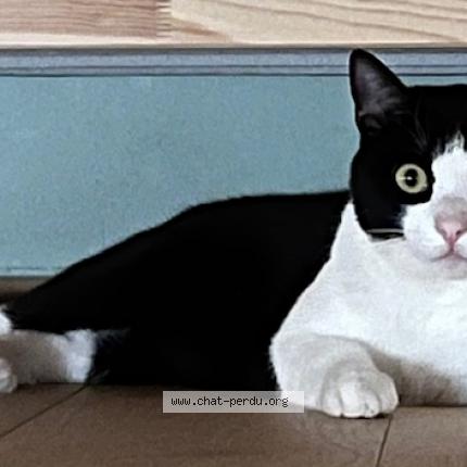 Photo 1/1 Loki Chat lost in Nivelles