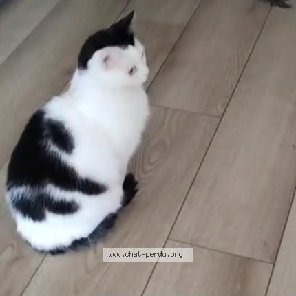 Photo 1/1 Lola Chat lost in Etampe