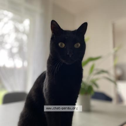 Photo 1/1 Simba Chat lost in Champtoceaux