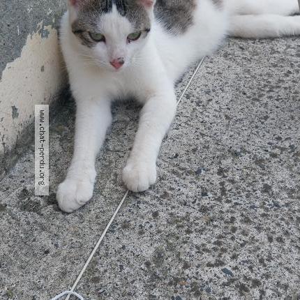 Photo 1/1 Found cat Found in Loos en gohelle