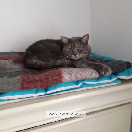 Photo 1/1 Grisette Chat lost in Villers semeuse