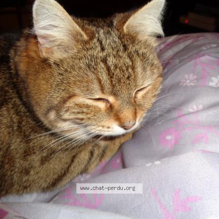 Photo 2/2 preticat Chat lost in Camping de tregust anne la pallu