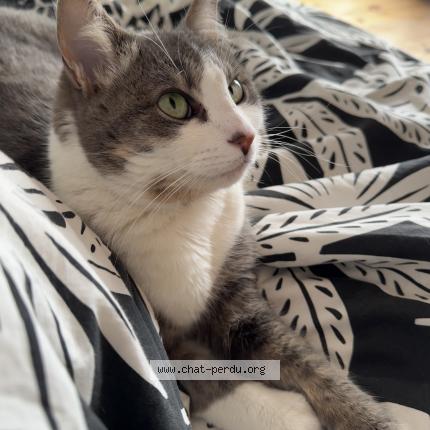 Photo 1/1 Perle Chat lost in Saint cirgues sur couze