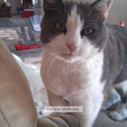 Photo 1/1 Ga&iuml;a Chat lost in Plouhinec