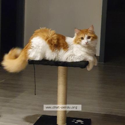 Photo 1/1 Haldol Chat lost in Arces