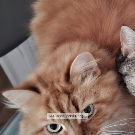 Photo 1/1 Roony Chat lost in Maintenon