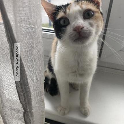 Photo 1/1 Lila Chat lost in Hagondange